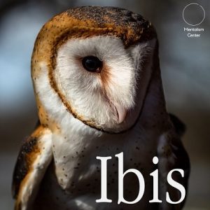 Carlos Emesqua - Ibis (pdf)
